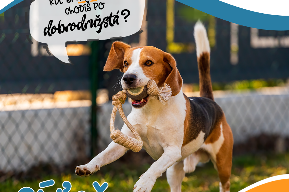 Súťaž o balíček výrobkov DOGGO od TAURISU